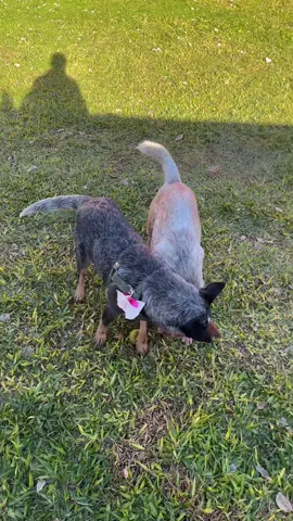 #21dejuliodiainternacionaldelperro #pastoraustralianoganadero #paraguay🇵🇾 #viral 