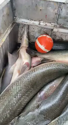 Good run of alligator gar all caught on whole mullet #alligatorgar #alligatorgarfishing #alligatorgaroftiktok #fishtok #fish #fishing #fishinglife #fishingtiktoks #fisherman #mulletsoftiktok #mulletfishing #bait #baitfishing #louisiana #louisianacheck #louisianatiktok #southlouisiana #southlouisianalife #cajun #cajuntiktok #cajunfood #cajuncooking #cajunlife #houma #985 #garfish #commercialfishing #juglinefishing #jhook #mustad #hook #south #seafood #local #shoplocal #eatfish #fishpatties #onions #cooking #honda 