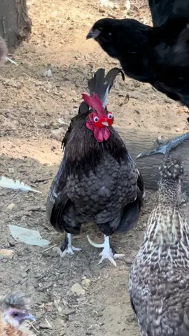 Jam's got the naughty eyes 😂  #backyardchickens #chickentok #farmtok #chickens #rooster 