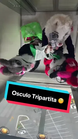Besho de tres 😘 @Jugheax @CashTheFox #Furcan2025 #FurryFandom #LaFurryteria 