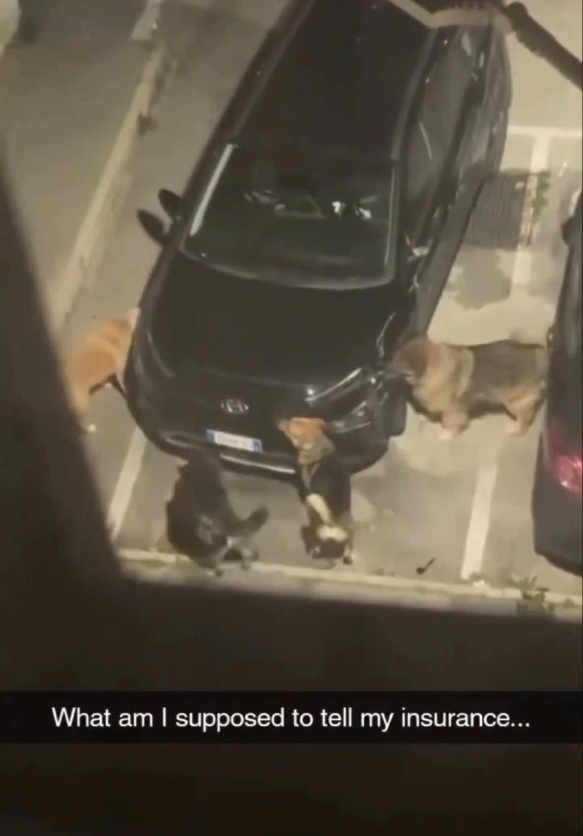 What would you do?? #dogs #dogsoftiktok #funnydogs #PetsOfTikTok #sharkattack #animaltok 
