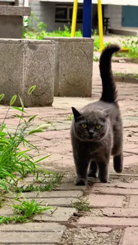 #cute #cat #funnyvideos #funny #catsoftiktok #fyp 