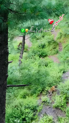 Guesss kren kia cheez ha ha ye…??#pleasetiktokunderreviewmyvideo #pleasetiktokviral🙏 #fypppp #pleasetiktokviralmyvideo❤️🥰 #beutyofkashmir #100kviews✔️ #100kviews✔️ #foryoupage_tik_tok #foryoupage_tik_tok #fyppppppppp #100klikes ##pleasetiktokviralmyvideo❤️🥰 #pleasetiktokunderreviewmyvideo #pleasetiktokunderreviewmyvideo #pleasetiktokviral🙏 #pleasetiktokviral🙏 #fypppp