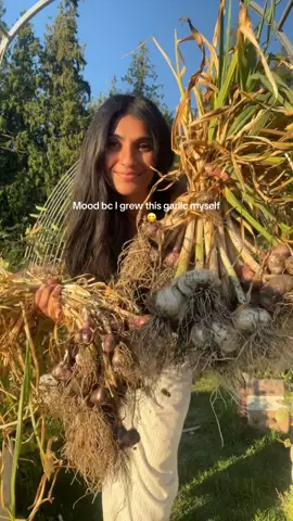 If you aren’t growing garlic you are missing out!  Plant in the fall, preferably end of October so it can harden over winter..Cover with straw or mulch.  Once it starts popping up in spring, fertilize and water here and there.  Harvest mid-end July.  Simple and so rewarding 🙌🏽 #garden #growyourownfood #easygardening #howto #browngirl #harvest #fyp 