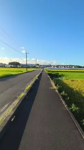 #japan #natsu #japanvibes 