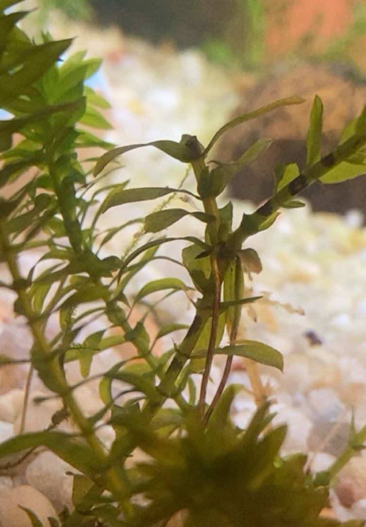 #shrimp #shrimptok #fishtank #neocaridina #aquarium #fish #fishkeeping #pregnant 