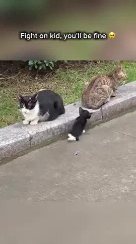 🥹 #cat #catlovers #sad #sadvibes #sadstory #animal #animallife #pooranimals #poorcat #fyp #viral 