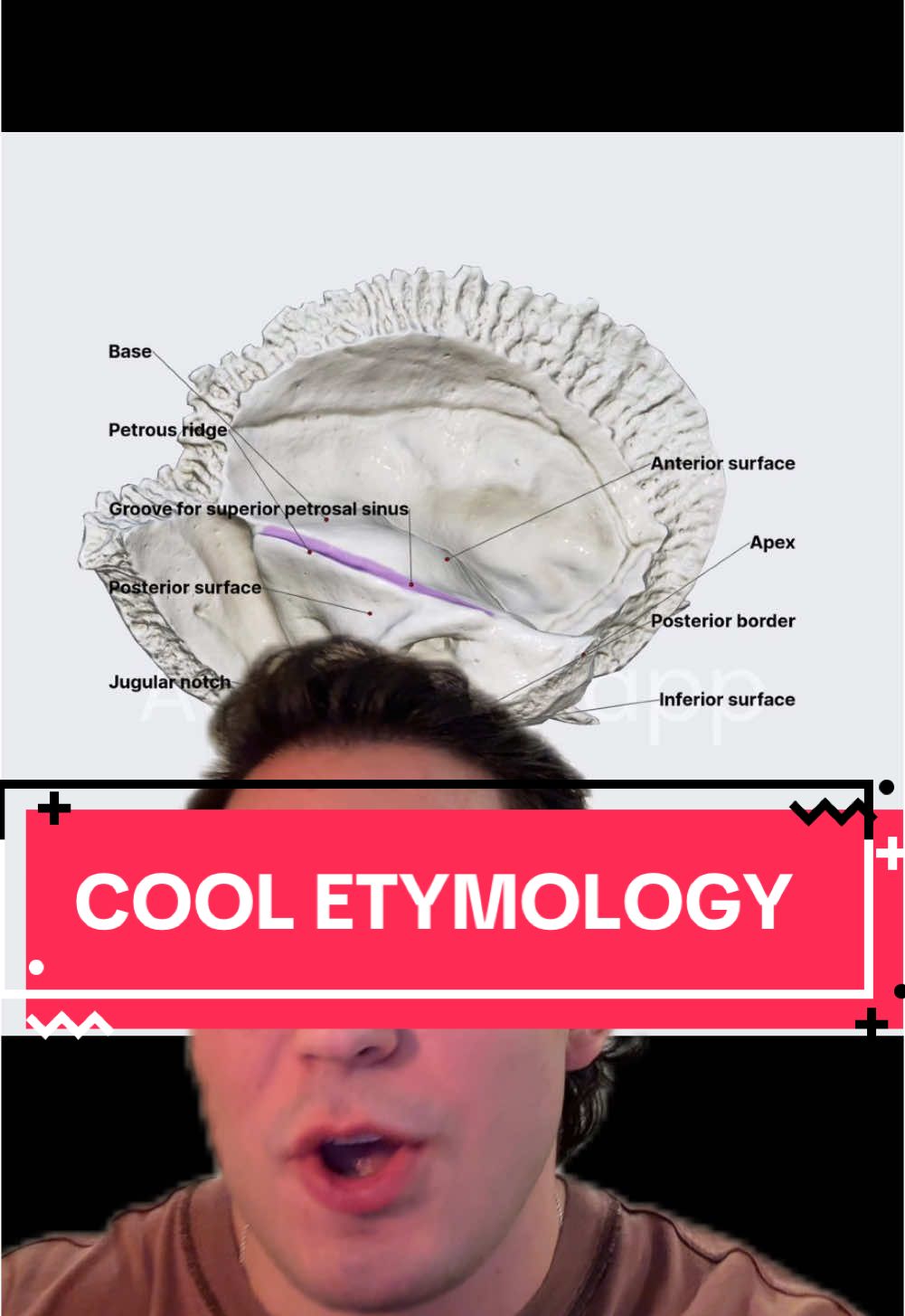 One of my favorite parts about anatomy is etymology #greenscreen #anatomy #etymology #linguistics #premed #medicine 