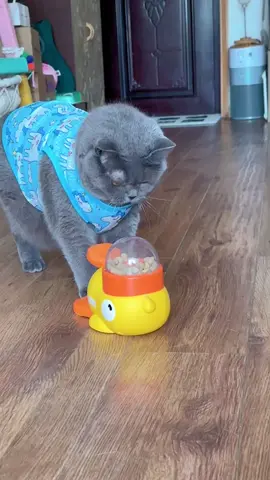 #pet #catsoftiktok #catsworld2k25 #catsworld #PetsOfTikTok #tiktok #virel #trending #foryou 