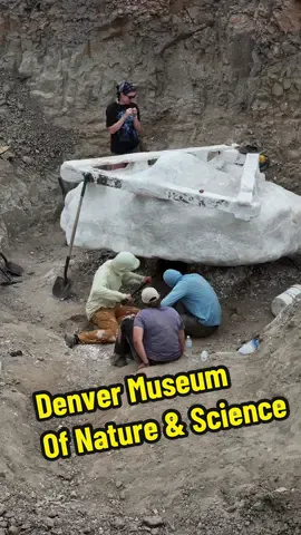 @Denver Museum Nature & Science field excavation on their triceratops specimen known as “Dreams”. This dinsoaur is from South Dakota public land. 
