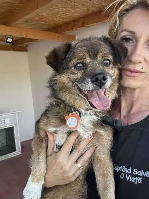 Malish is looking for his forever home  The next of our Ukrainian dogs available for adoption is 10 year old Malish.  Such a handsome boy, he is the cuddliest character, with short legs and a waggy tail. He is happy to live with other dogs.  Please see more at https://www.facebook.com/media/set/?set=a.1039444728344836&type=3 https://paws2rescue.com/dog/malish/