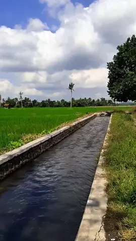 Gambiran - Banyuwangi | 22 Juli 2025 #banyuwangi #gambiran 