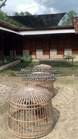 #ayambangkokindinesia #ayambangkoksuper #ayamimportthailand 