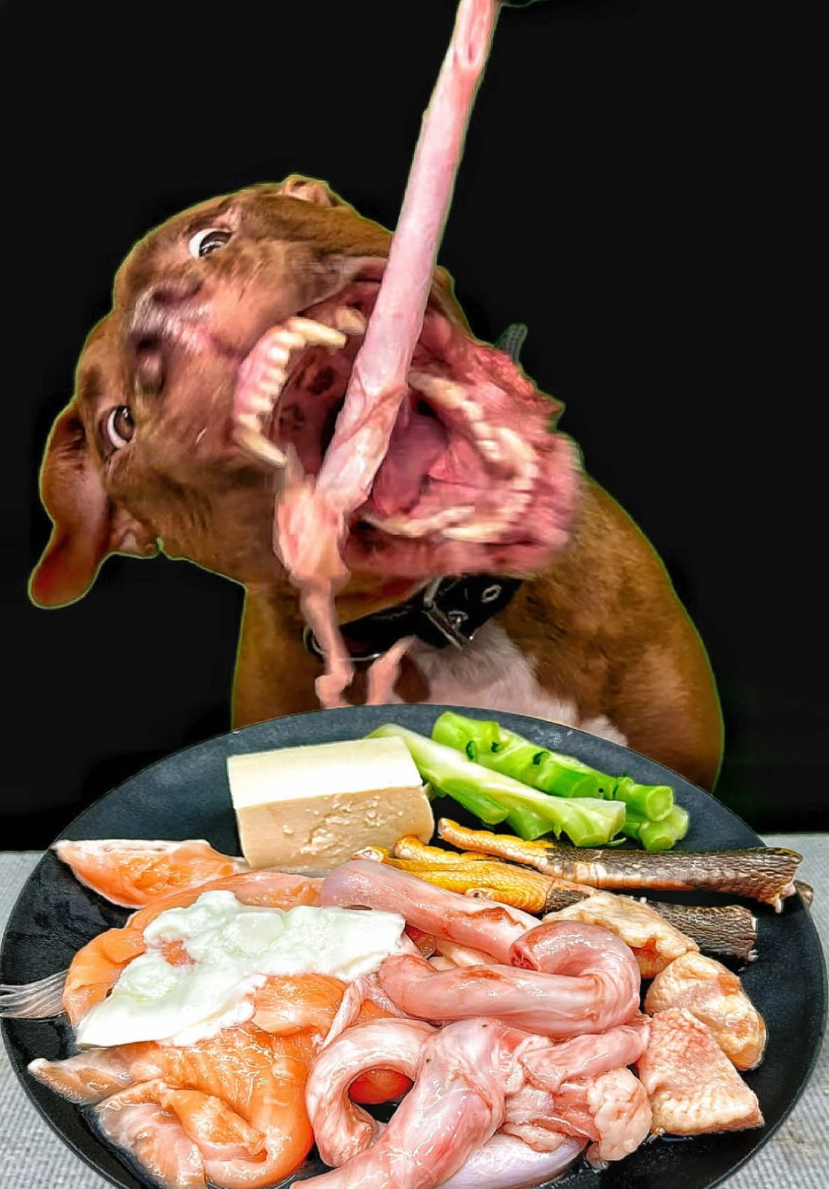 Tofu 🍖お肉はこちらで購入してます👇 　　　　　　https://www.wan-mart.com/ #犬の食事 #ピットブルの食事 #犬の咀嚼音  @BounceThePitbullﾊﾞｳﾝｽﾁｬﾝﾈﾙ🇯🇵 
