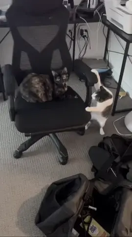 :3