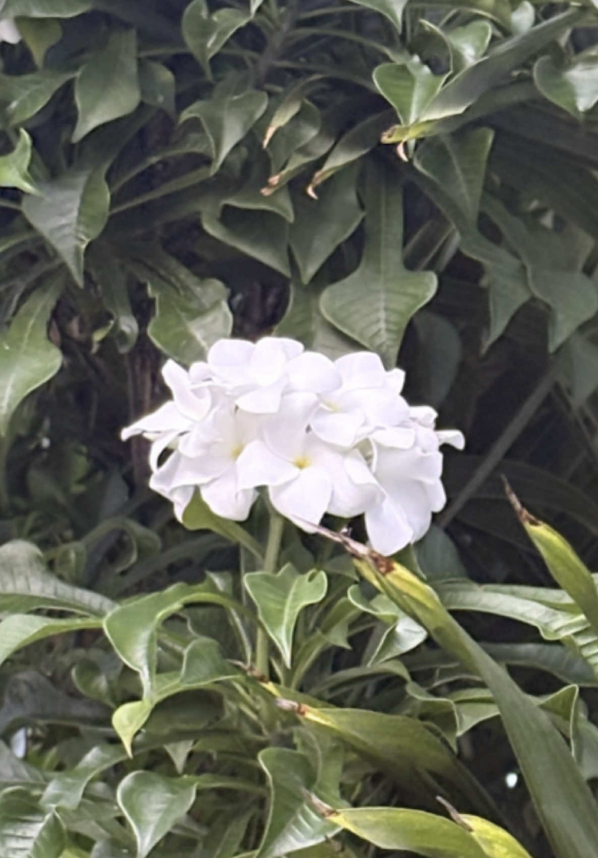 Pua walk it is 🌹🌸🌺 Next time it’ll be a longer one, hopefully I can find more flowers.@Sara 