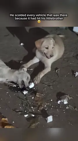 Sad 🥹 #doggielife #dog #dogs #pooranimals #sad #sadvibes #sadstory #animal #animallife #fyp #viral 