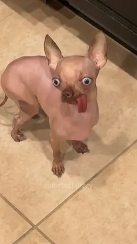 Funny chihuahua #dog #funny #dogsoftiktok #pet #foryou #funnydog #chihuahua 