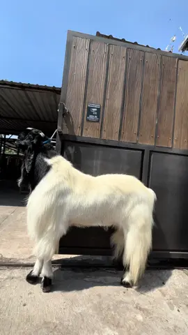 AWESOME BIMO 🔥 #kambingmonster #kambingextrem #kambingsuper #kambingjumbo #kambingbreeding #kambingkontes #kambingseni #kambingviral #kambingetawa #kambingetawasuper #kambingkaligesing #kambingterbesar #susukambingterbaik #zarafarm #zarafarmsolo 