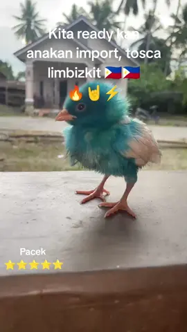 Bibit keras ini 😜#hobyayam #bibitline #lokalfarm #ayamphilipin🇵🇭 #fyppppppppppppppppppppppp #077kandangkecil 