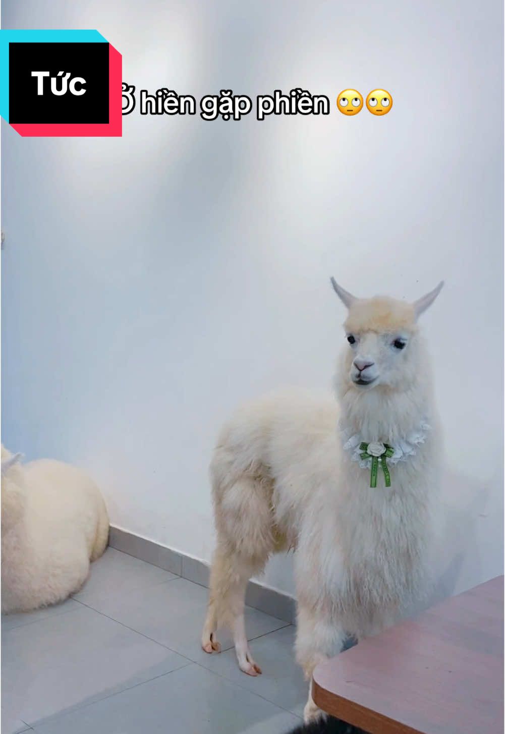 Khó chịu vô cùng 🙄🙄🙄 #mậtpetcoffee #mậtpetfamily #mậtpet #hcm #alpaca 