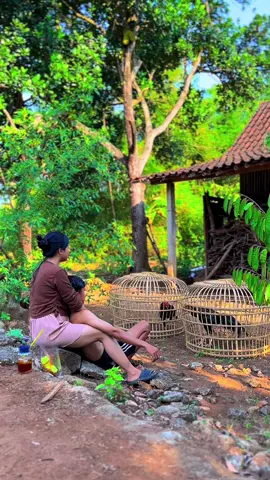 Sore wo#peternakmuda #ayambangkok #ayambangkoksuper #ayambangkokselatan #fyppppppppppppppppppppppp 