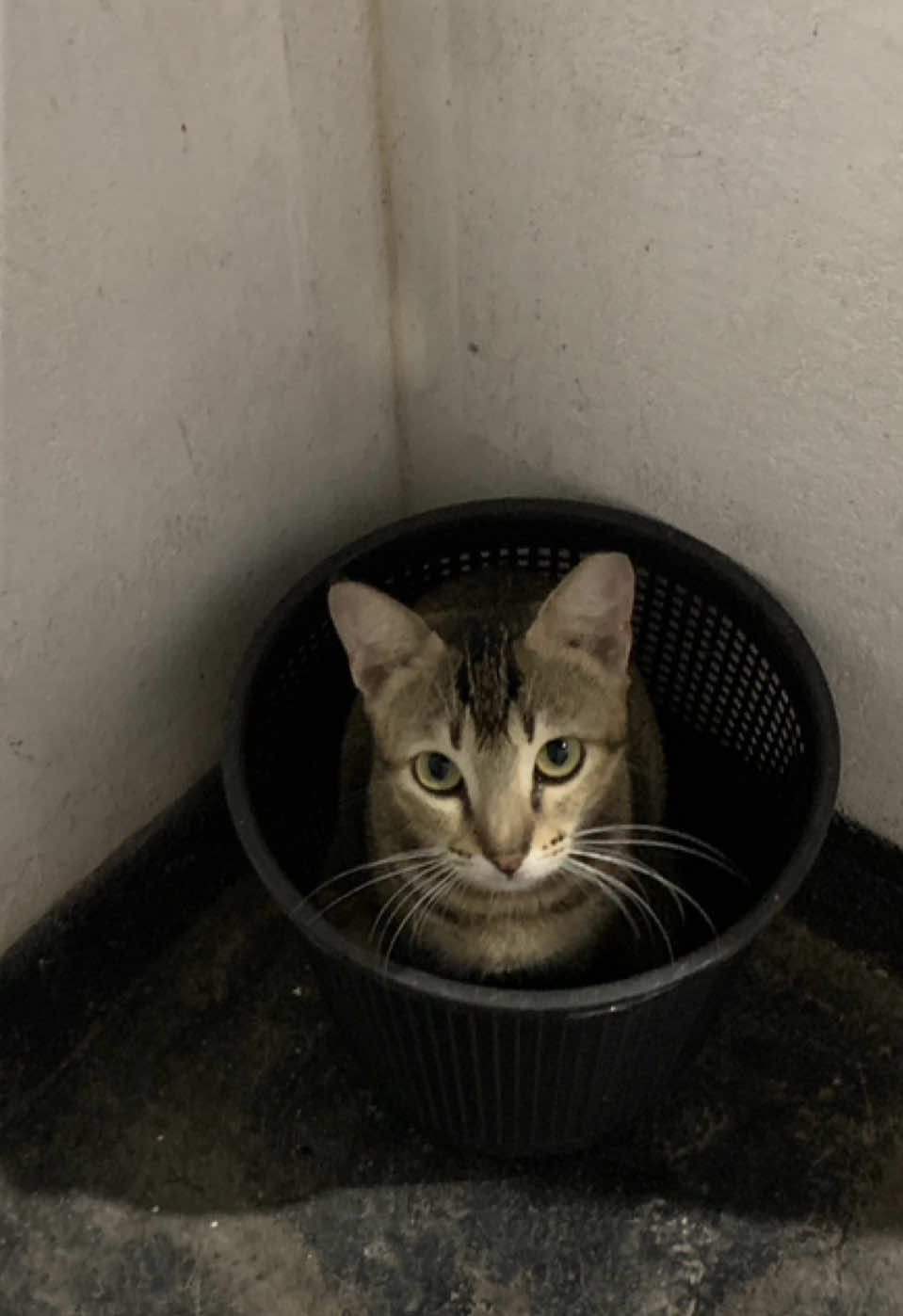 Part 12.  දන්නෙම නැතුව තරහවෙලා 🥲#catvideo #srilanka #catslovers #catloversoftiktok #viralcatvideos #Meow #babycat #catfunnyvideos #catvideosontiktok #srilankan_tik_tok🇱🇰 #catbread @🍂 Nethmi | ネスミ🍂 