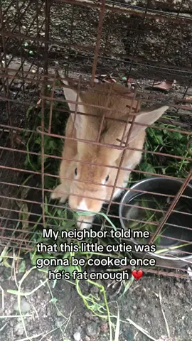 POOR BABY…. #fyp #fypシ゚viral #bunny #rabbit 