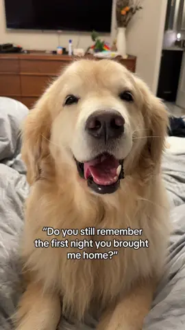 7 years didn’t change a thing ❤️#goldenretriever #puppy #souldog #gotchaday 