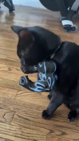Funny cat 😂😂😂#funnycat #cat #funnyvideos #funnytiktok #funny #catsoftiktok #tiktokcats #tiktok #Foryou #lovetiktok #usa 