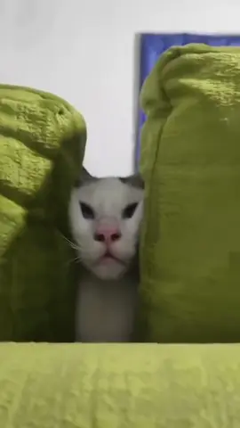 Cat trapped himself. #funnyvideos #pet #catoftiktok #PetsOfTikTok #tiktok #kitty #funny #fyp #catsoftiktok 