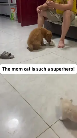 She's a first-time cat mom figuring it out.🥰🥰#cats #catsoftiktok #funnycat #funnyvideos #funnyanimals #fyp #foryou #tiktok #funnytiktok 