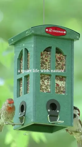 Savoring every moment here with the birdsong in your yard 🌿 #birdfeeder #Birds #Kingsyard #nature #Birdfeeding 