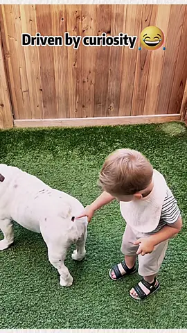 Dogs and children 🤣🤣 #tiktok #foryou #funny #funnyvideos #funnytiktok #baby 