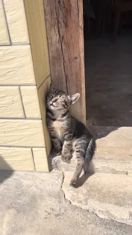 Cats Asleep: The Art of Feline Naps#cat #catsoftiktok #catlover #funny #funnyvideos #foryou #fypage #fyp #funnycat #funnytiktok #cats