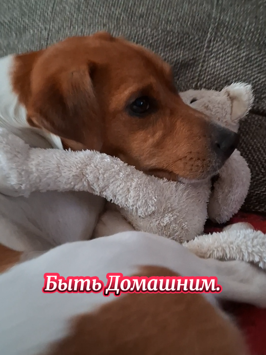 Бажання - Бути Домашнім #любитесобак🐾💞 #джекрасселтерьер #нашідрузі☺️💙💛❤️🤗 #бутидомашнім @Той, хто дарує радість 