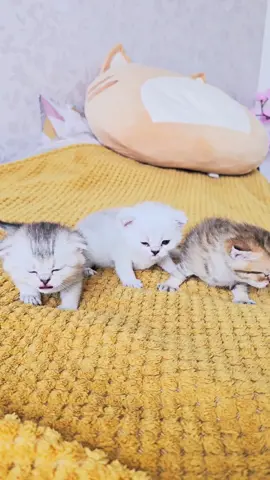 Three kittens of different colors 🫠 #kittens #cats #scottishfold 
