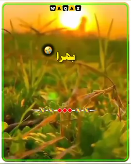 بھرا #saraiki__status #flypviralシ #viral_video #سنگت_ویڈیو_وائرل_کریسو_آپ_ہیں🥀🌼🙈✨🎇 #سنگت_ویڈیو_وائرل_کریسو_آپ_ہیں🥀🌼🙈✨🎇 #سنگت_ویڈیو_وائرل_کریسو_آپ_ہیں🥀🌼🙈✨🎇 #سنگت_ویڈیو_وائرل_کریسو_آپ_ہیں🥀🌼🙈✨🎇 #سنگت_ویڈیو_وائرل_کریسو_آپ_ہیں🥀🌼🙈✨🎇 