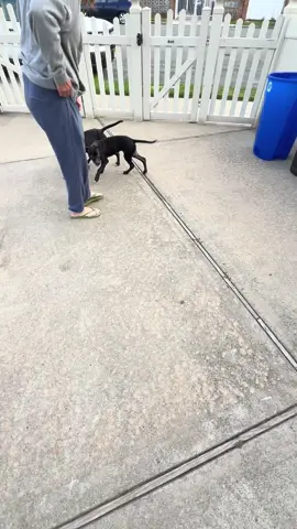 Someone dumped 4 puppies in my neighbors yard this morning on Staten Island NY in Eltingville we are feeding them if anyone is interested please comment below. Possible lab pic mix, or female very friendly. ##dogs##puppies##petrescue##help##happydogs##fyp@@Dog lover@@Lilli’s heart rescue@@Labdog