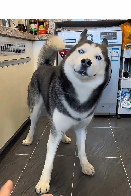 The funny look in the Husky’s eyes 🤣😂🐶#dog #husky #funnydog #dogsoftiktok #fyp #pet #funnyhusky #foryou #funnyvideos 