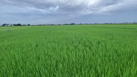 #ទេសភាពស្រុកស្រែ🌾🌿💗 #អ្នកស្រែចំការ👩🏻‍🌾❤️ 