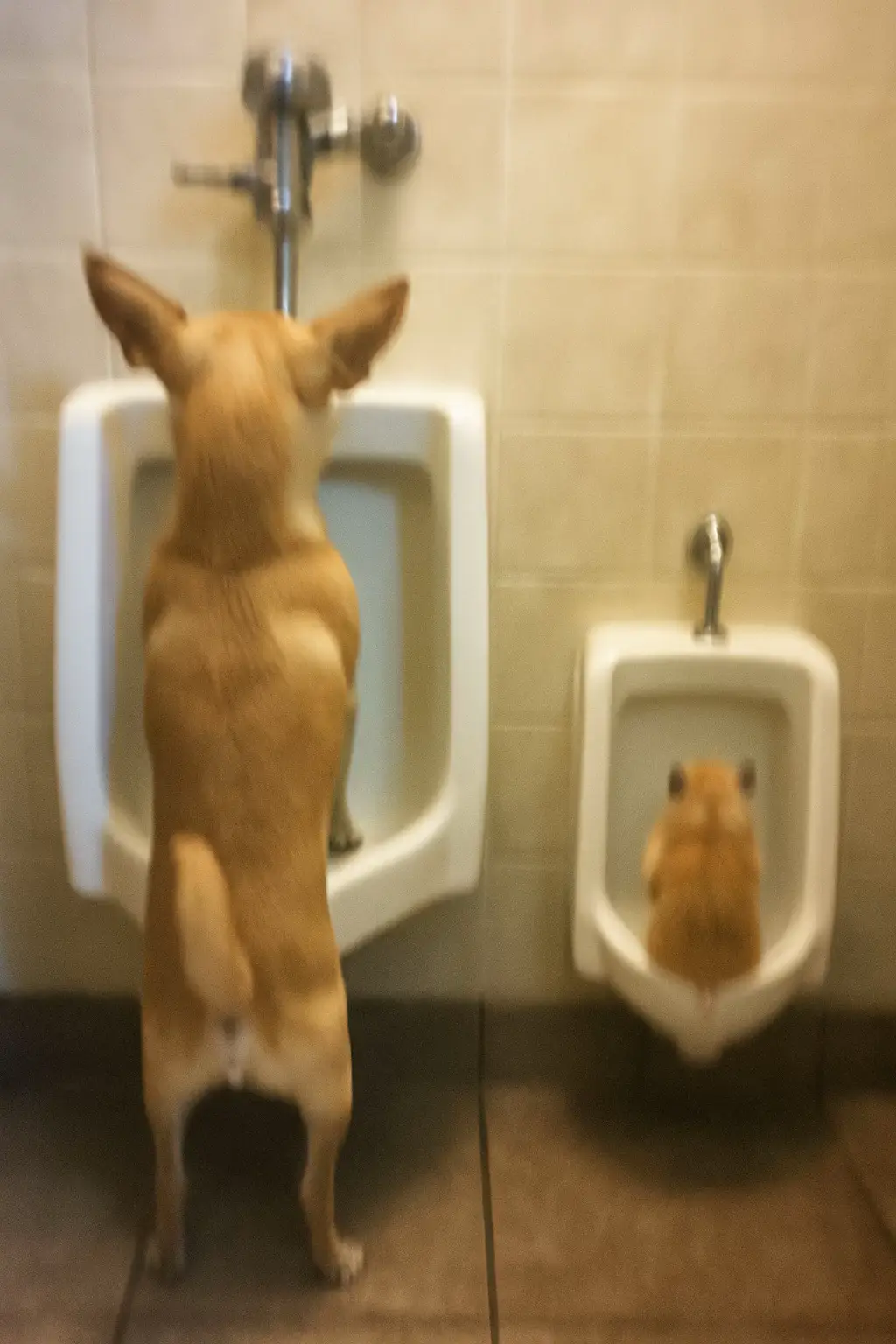 #fyp #chihuahua #funnyanimals #foryoupage❤️❤️ #brainrot 