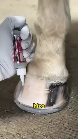 Rescue horse 