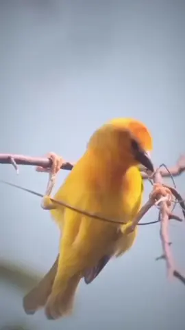 #birds #making #nest #animals #viral #forupage #nature #beauty 