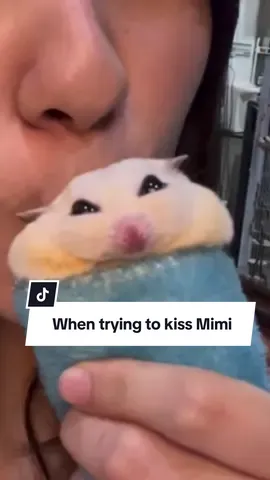 Mommy just want to kiss Mimi😂❤️ #โม่มี่ชูก้าเทวดา #ชูการ์ไกรเดอร์ #ชูการ์ไกลเดอร์ #ชูการ์ไรเดอร์ #sugarglider #sugarglideroftiktok #สัตว์เลี้ยงtiktok #สวนสัตว์tiktok 