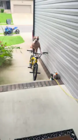 How does bro do this 😂😂😂 #dogsoftiktok #animals #pets #pitty #dog 
