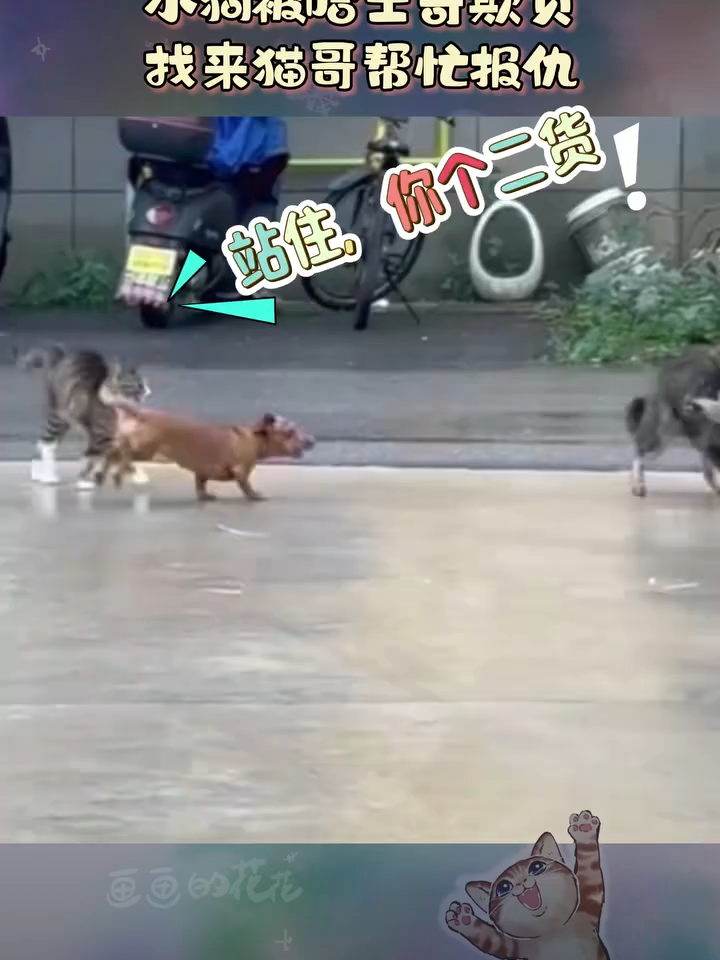 我猫哥来了 有种你别跑 #萌宠 #可爱宠物 #萌宠 #萌宠日常 #萌宠成精了 #可爱萌宠 #可爱狗狗 #狗狗 #可爱猫咪 #猫咪 #萌宠乐园 #记录猫咪日常 #记录狗狗日常 #萌宠搞笑视频 #萌宠可爱治愈 #狗狗的可爱视频 #猫咪的可爱视频 #萌宠迷惑行为 #马来西亚 #Malaysia  萌宠小格子