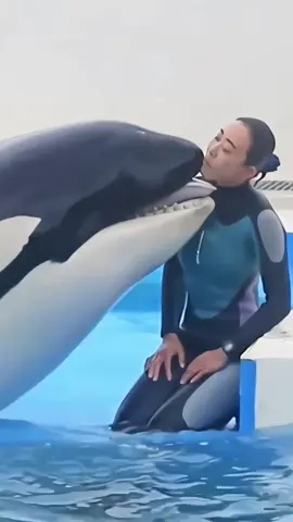 #dolphin #dolphins #dolphinshow #trending #foryoupage #dolphinchallenge 
