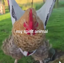 book #myspiritanimal #spiritanimal #chicken #book #foryou #fypppppppppppppppppppppppppppppp 