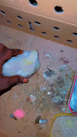 Les conseils d’Ouly Chickens 🐥🐓 #Ouly #Chickens #aviculture #tiktokmali🇲🇱223 #mali #tiktokmali #vente #poulet #entrepreneur #entrepreneurship #developpementpersonnel #ferme #visibilite #percersurtiktok #percer #vue #vues #fyp #fypシ゚ 